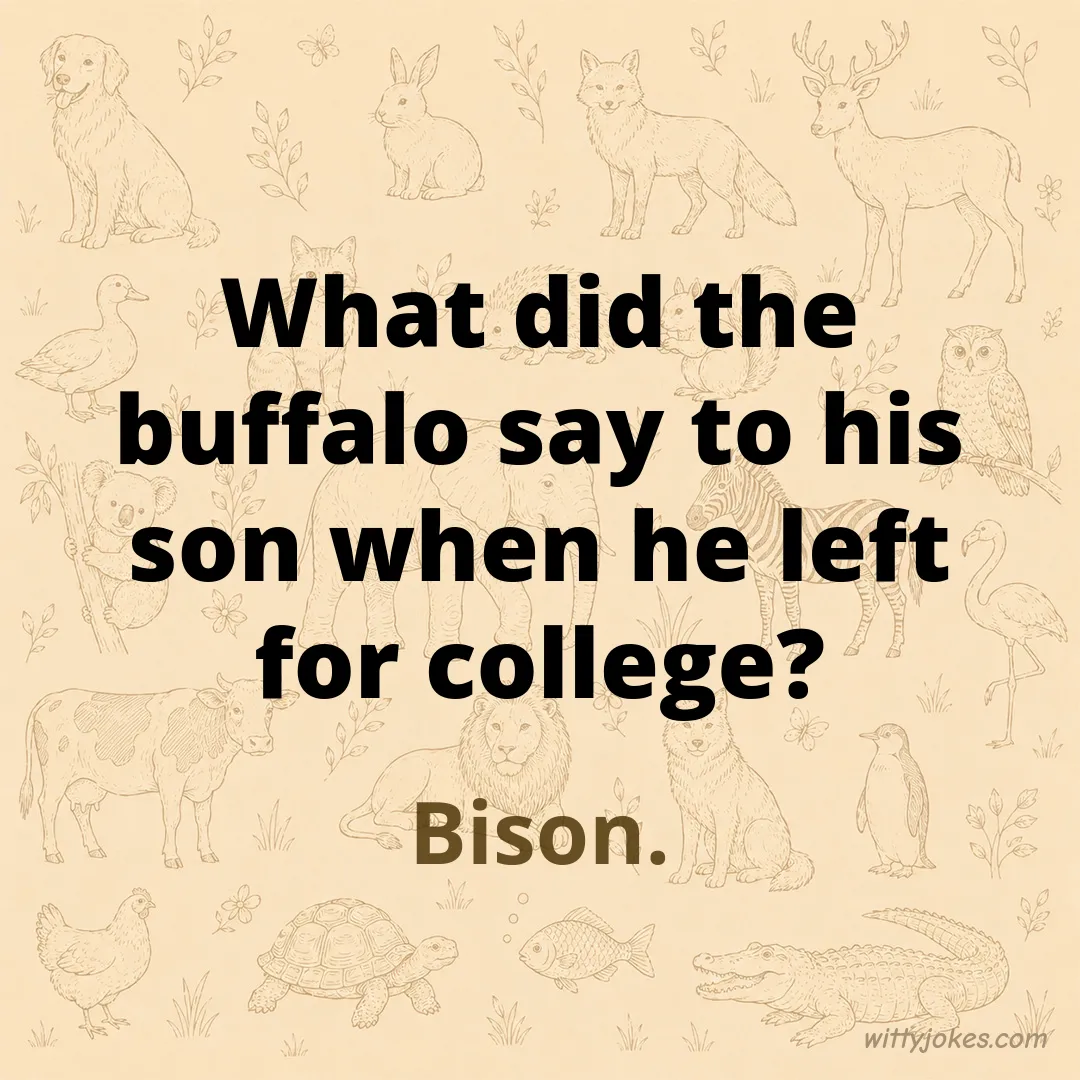 What Did the Buffalo Say to His Son Before College? — Animal Jokes joke